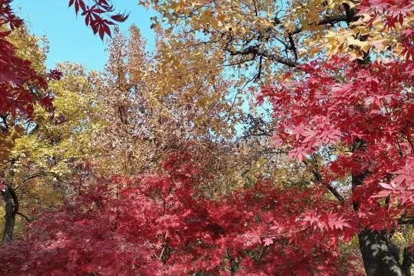 2021天平山紅楓最佳時間 天平山紅楓觀賞打卡地推薦