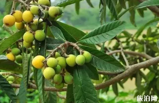 哪里的冰粉好吃 最好吃的冰粉推薦