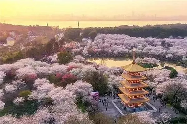 觀賞武漢大學(xué)櫻花的最佳時(shí)間是在幾月份 三月份最合適不過(guò)了