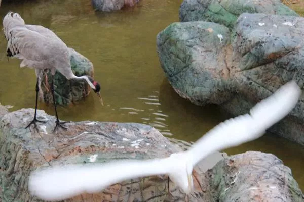 武漢森林野生動物園開業(yè)了嗎 門票多少錢