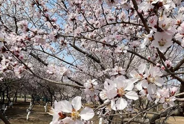 北京朝陽(yáng)公園賞花游玩路線推薦