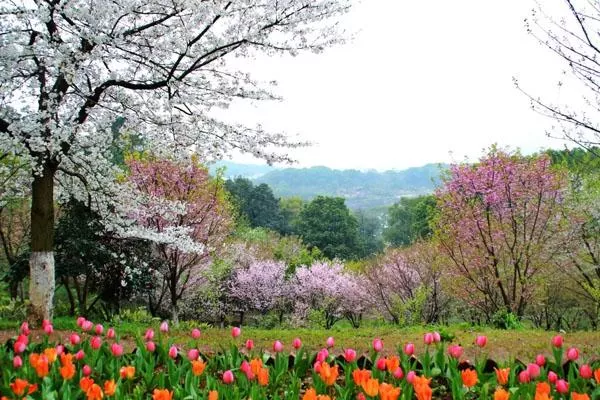 湖南省森林植物園開放時(shí)間2022