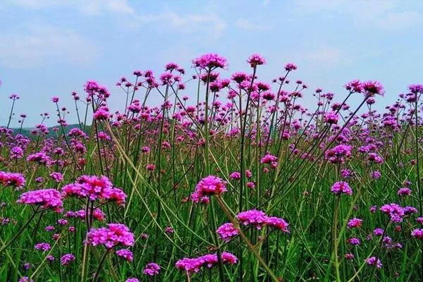 無錫馬鞭草花海在哪里