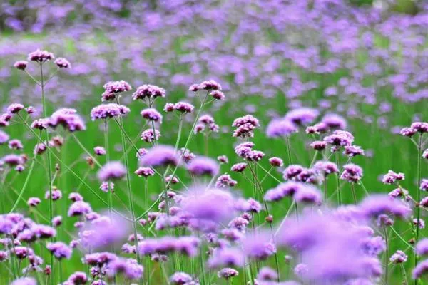 無錫馬鞭草花海在哪里