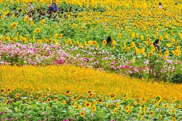 湖南省森林植物園游玩攻略 附景點(diǎn)介紹