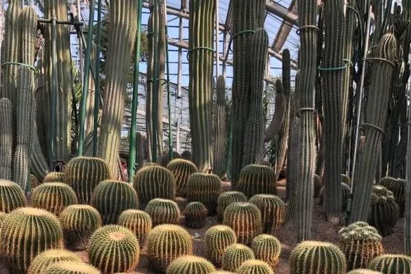 重慶南山植物園在哪里