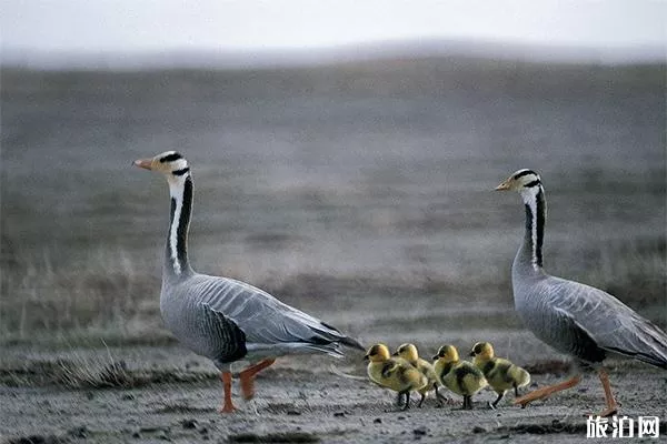 青海鳥島還能去嗎 什么時(shí)候開放