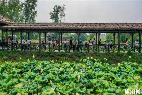 南京池杉湖濕地公園門票 荷花展信息2020