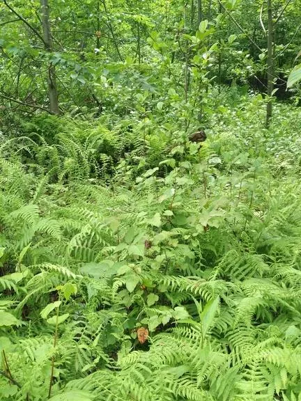 珙桐花什么時候開花 中國哪里可以看珙桐花