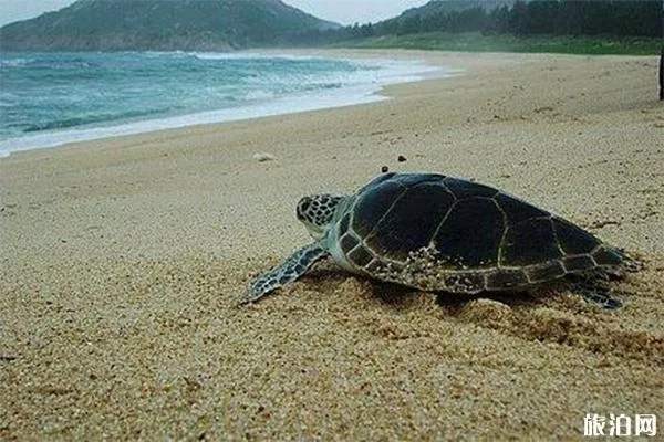 海龜灣介紹 海龜灣門票-游玩攻略