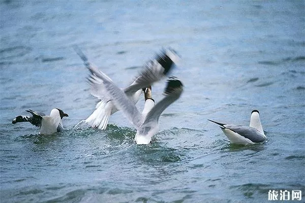 青海鳥島還能去嗎 什么時(shí)候開放