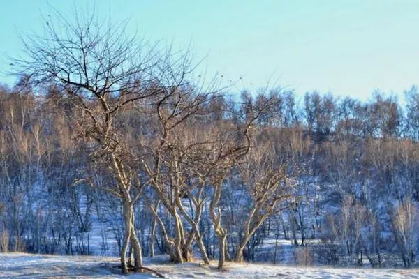 康樂縣白樺林冰雪世界免費到什么時候?日常門票價格介紹