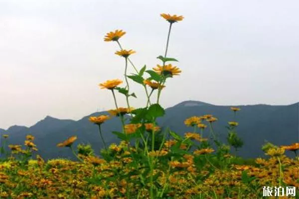 七孔橋花海介紹 什么時(shí)候去游玩最好