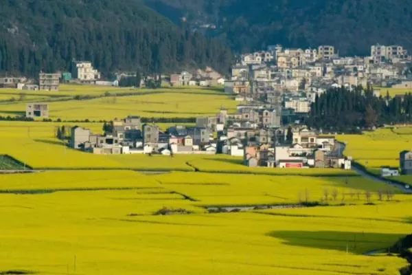 2023云南羅平油菜花最佳觀賞時間