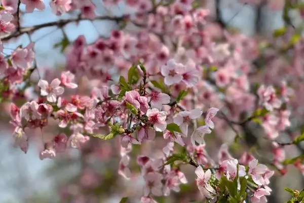 2023北京看櫻花的好地方 附最佳賞花時(shí)間