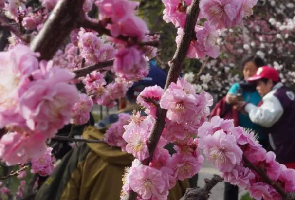 2023北京中山公園賞花最佳時間