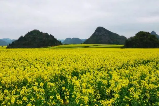 2023云南羅平油菜花最佳觀賞時間